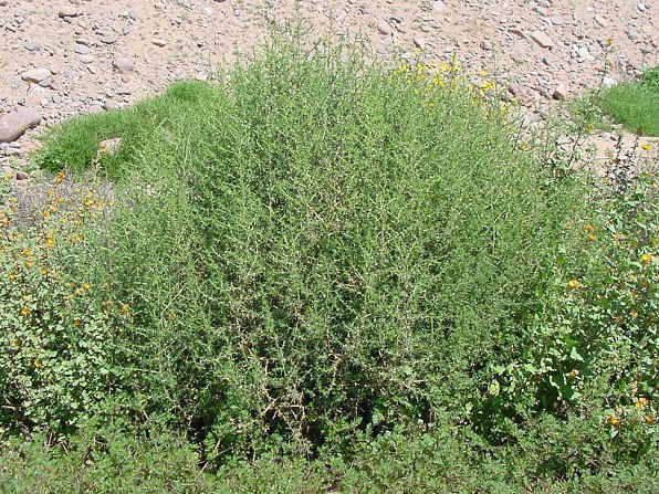 Russian Thistle Russian Thistle